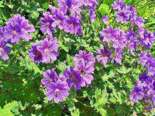 geranium garden planting and outdoor care in autumn