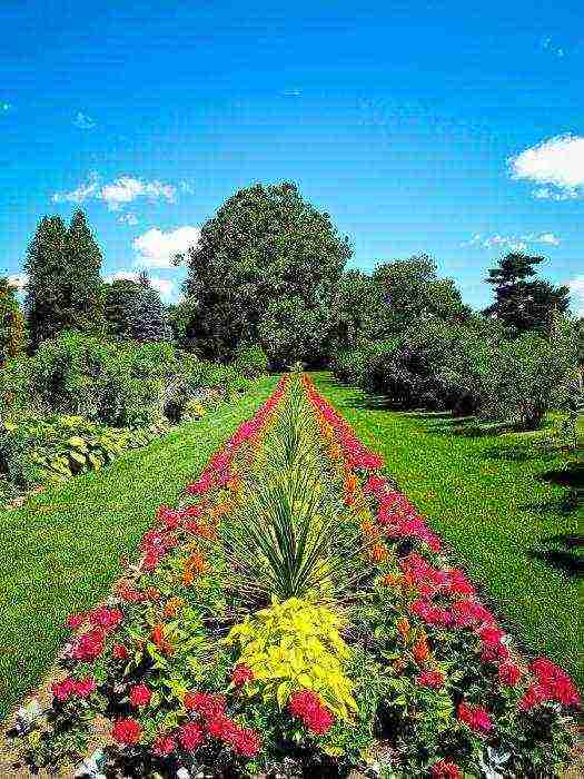 geranium garden planting and outdoor care in autumn