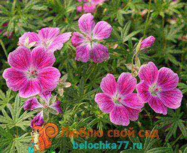 pagtanim ng hardin ng geranium at pangangalaga sa labas sa taglagas