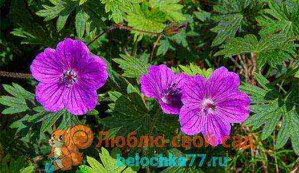 geranium garden planting and outdoor care in autumn