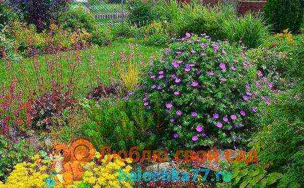 geranium garden planting and outdoor care in autumn