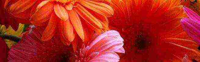 gerbera how to grow at home