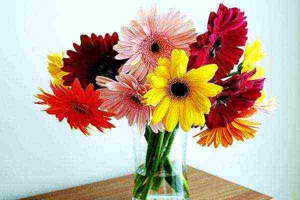 gerbera how to grow at home