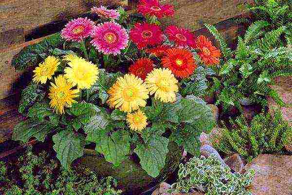 gerbera how to grow at home