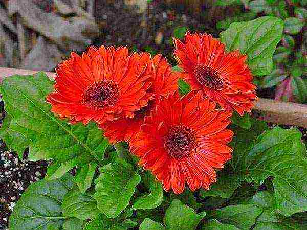 gerbera how to grow at home