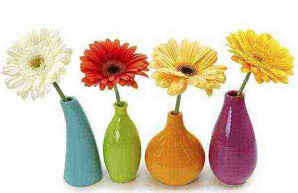 gerbera how to grow at home