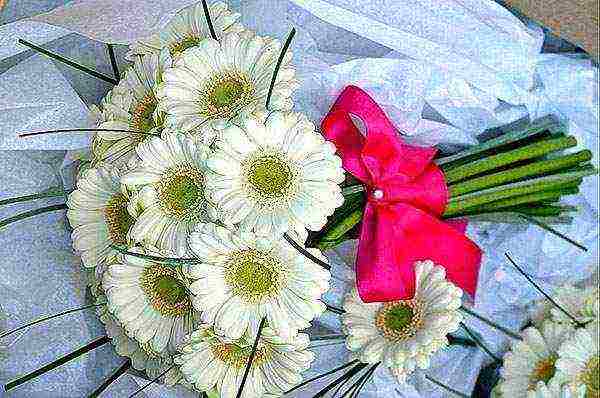 gerbera how to grow at home