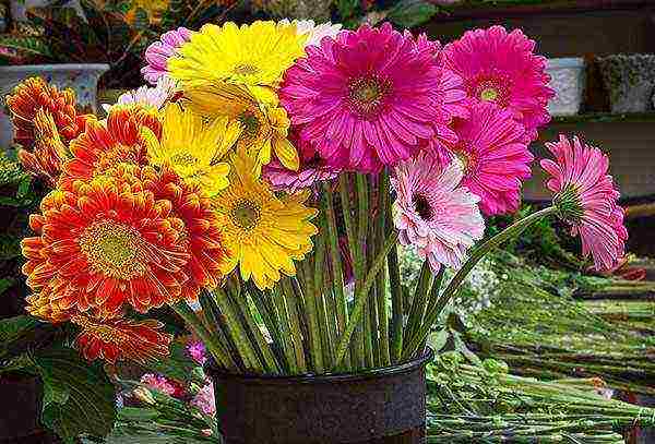 gerbera how to grow at home