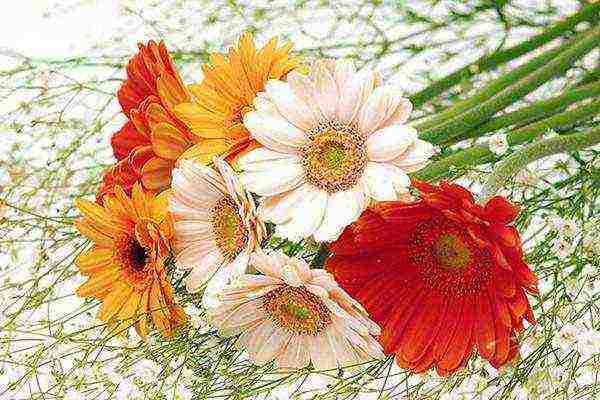 gerbera how to grow at home