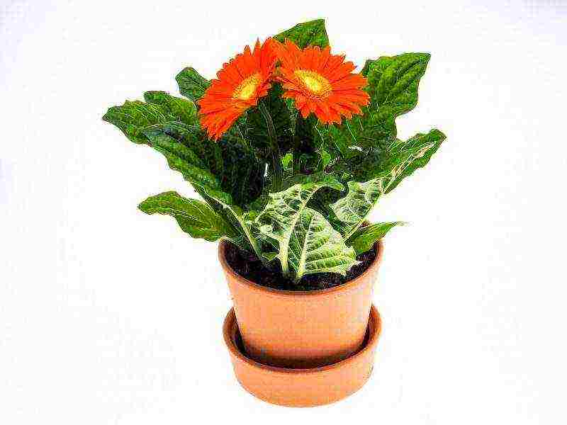 gerbera how to grow at home