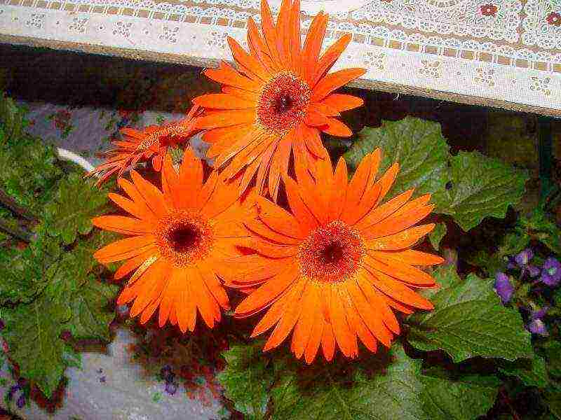 gerbera how to grow at home