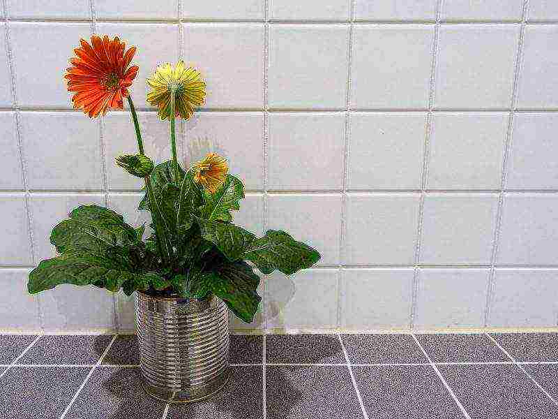 gerbera how to grow at home