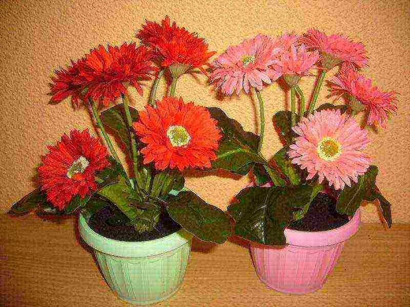 gerbera how to grow at home