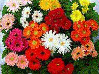 gerbera how to grow at home