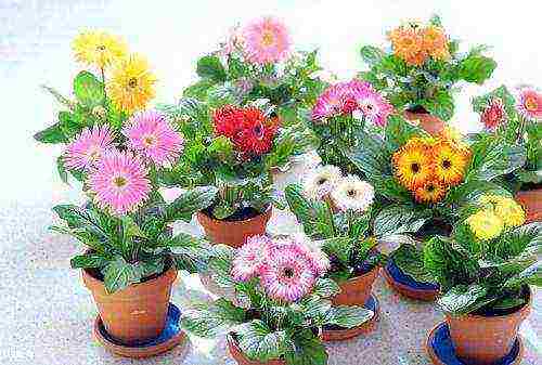 gerbera how to grow at home