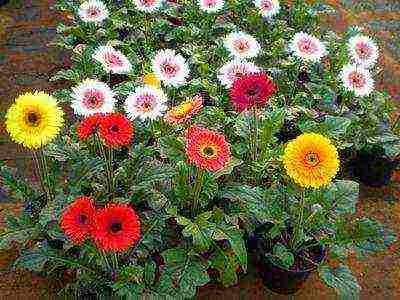 gerbera how to grow at home