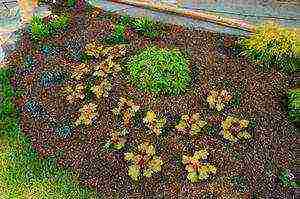 geyhera planting and care in the open field in siberia