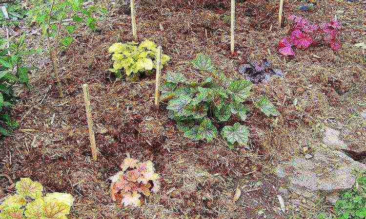 geyhera planting and care in the open field in siberia