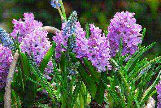 hyacinth planting and care in the open field for beginners