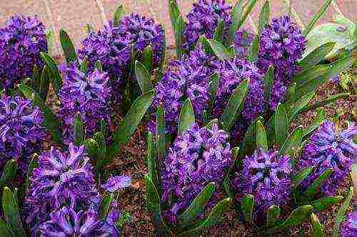 hyacinth planting and care in the open field for beginners