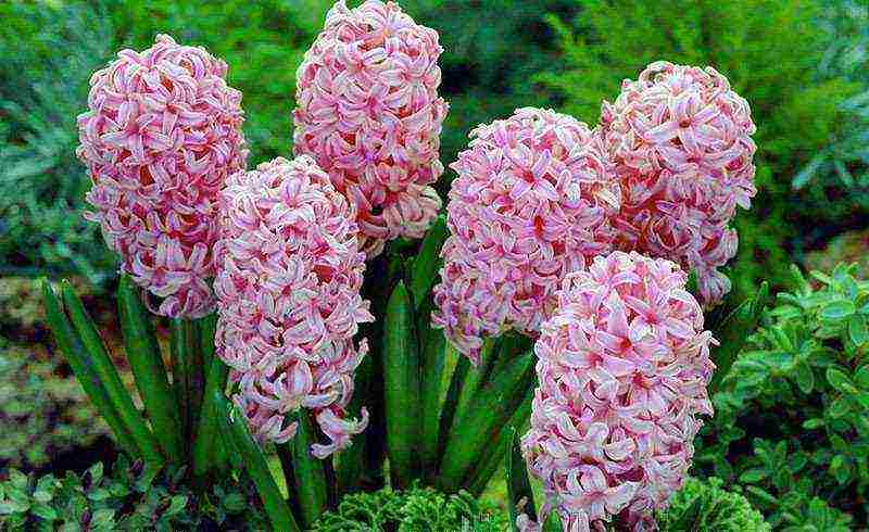 hyacinth planting and care in the open field for beginners