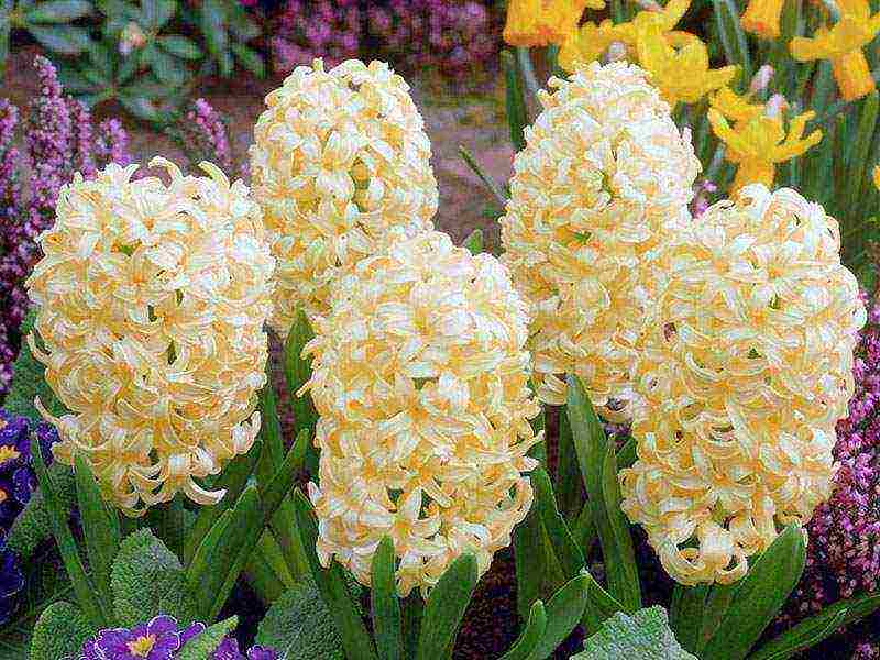 hyacinth planting and care in the open field for beginners