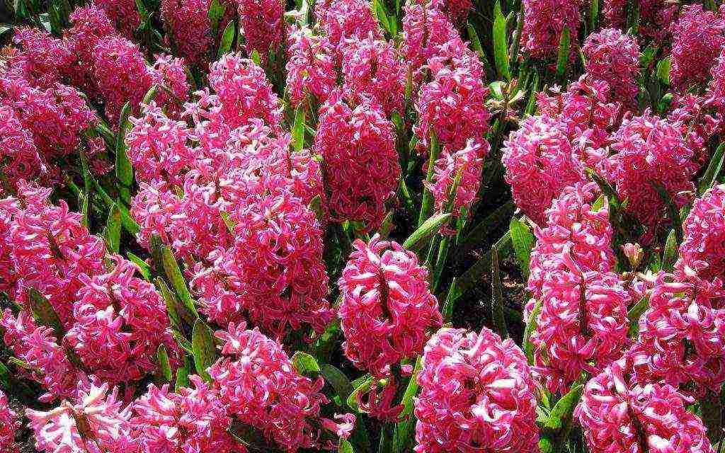 hyacinth planting and care in the open field for beginners