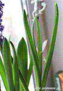 hyacinth planting and care in the open field for beginners