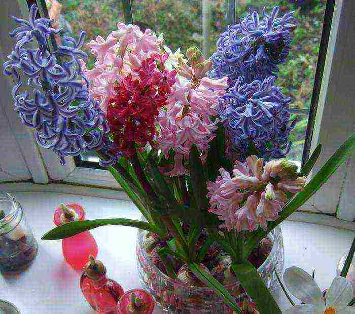 hyacinth planting and care in the open field for beginners