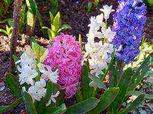 seed hyacinths planting and care in the open field