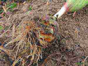 seed hyacinths planting and care in the open field