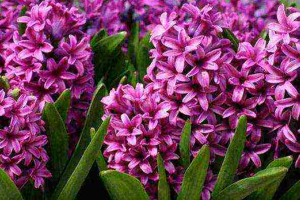 hyacinths planting and care in the open field in the suburbs