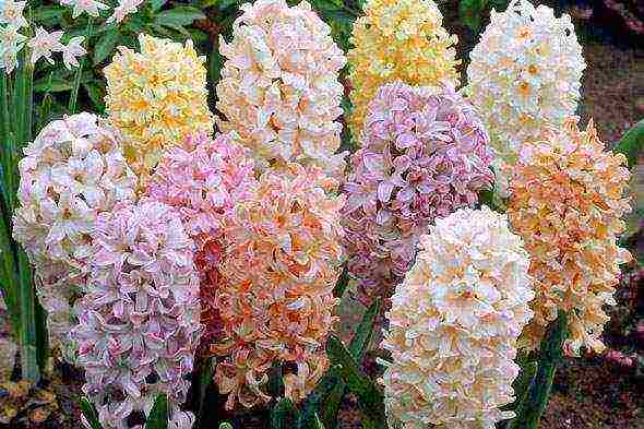 pagtatanim at pangangalaga ng hyacinths sa bukas na bukid sa mga suburb