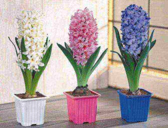 pagtatanim at pangangalaga ng hyacinths sa bukas na bukid sa mga suburb