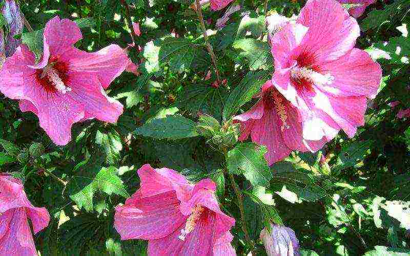 hibiscus flower garden care outdoor planting and care