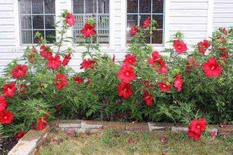 hibiscus flower garden care outdoor planting and care