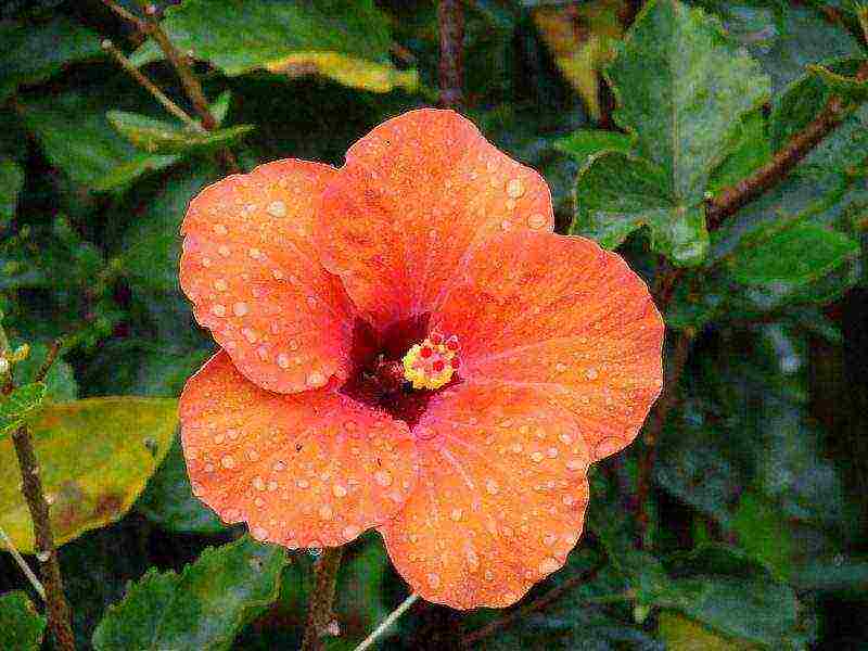 hibiscus flower garden care outdoor planting and care