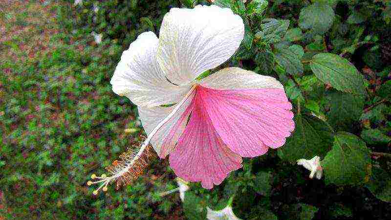 hibiscus flower garden care outdoor planting and care