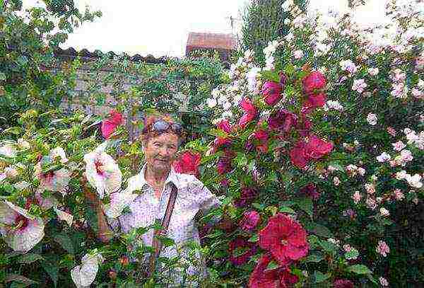 hibiscus flower garden care outdoor planting and care