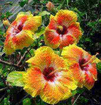 hibiscus flower garden care outdoor planting and care