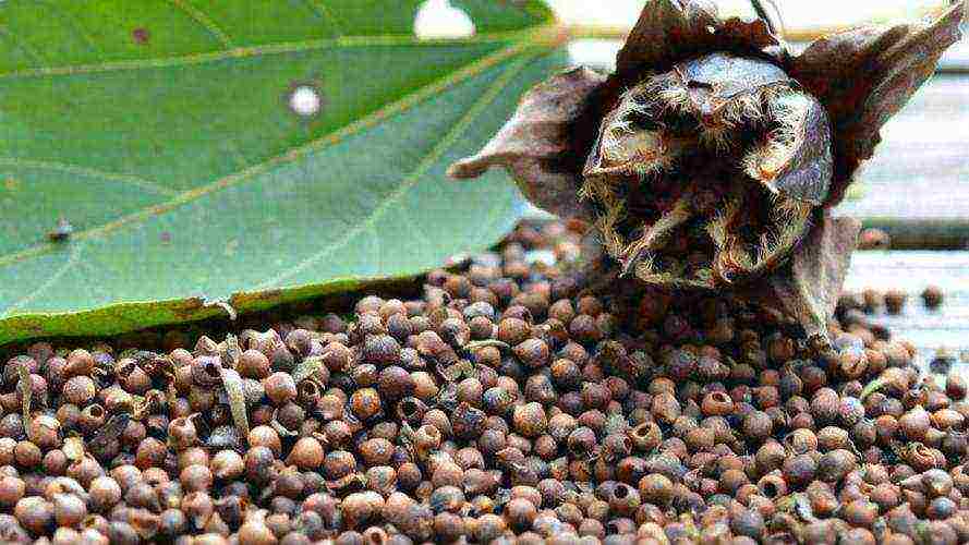 pagtatanim ng hibiscus at pangangalaga sa bukas na bukid sa Urals