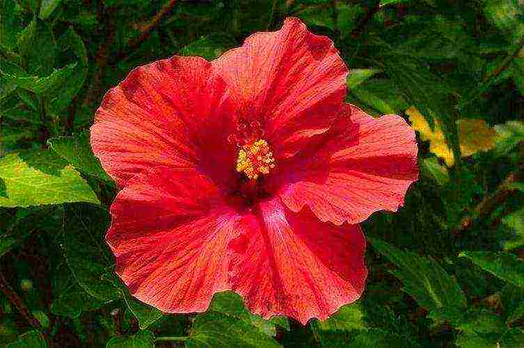 hibiscus planting and care in the open field in the Urals