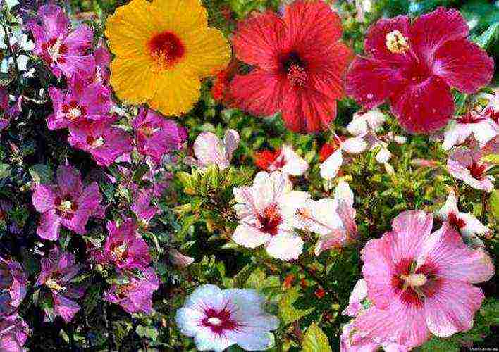 hibiscus planting and care in the open field in the Urals