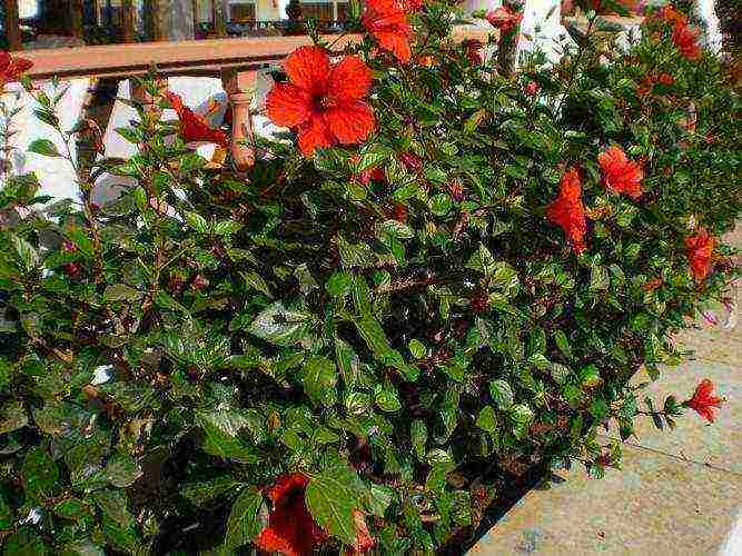 hibiscus planting and care in the open field in the Urals