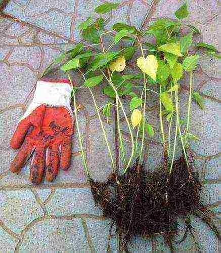 hibiscus planting and care in the open field in the Urals