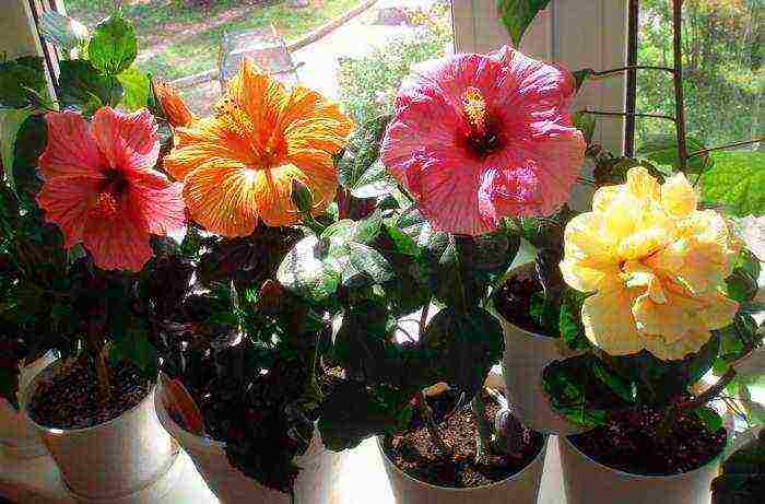 hibiscus planting and care in the open field in the Urals