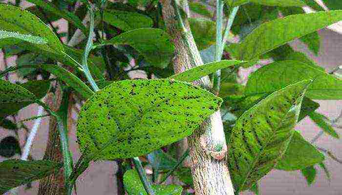 pagtatanim ng hibiscus at pangangalaga sa bukas na bukid sa Urals