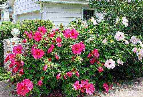 pagtatanim ng hibiscus at pangangalaga sa bukas na bukid sa Urals