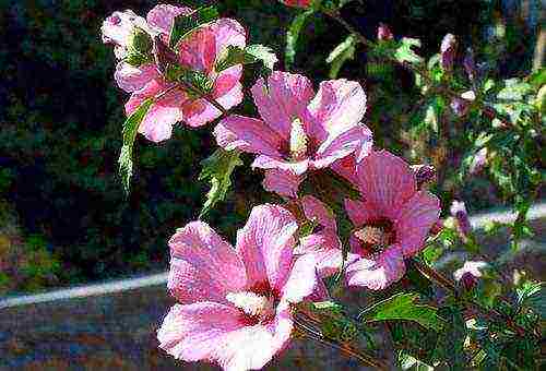 hibiscus planting and care in the open field in the Urals