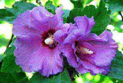 hibiscus planting and care in the open field in the Urals